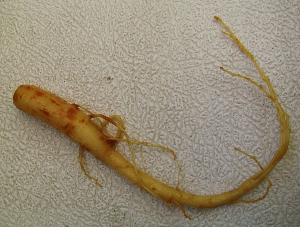 Ginseng for Chronic Fatigue Syndrome Dr. Don Kim
